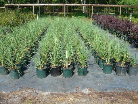 New Crop - Pampas Grass