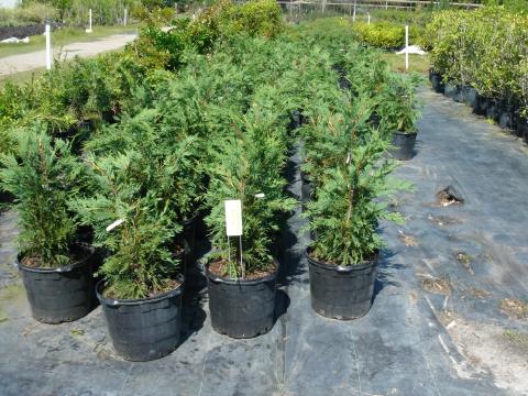 New Crop Leland Cypress