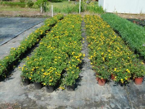 New Gold Lantana