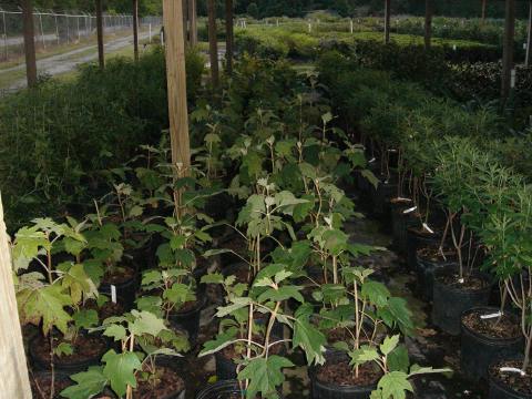 Oakleaf Hydrangea - new crop