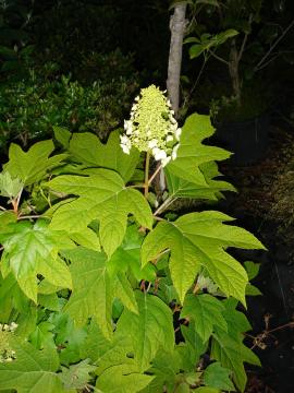 Oakleaf hydrangea