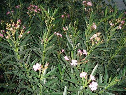 Oleander - pink