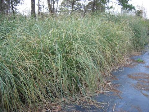 Pampas grass #7