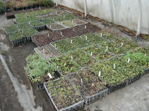 Propagation greenhouse