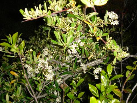 Pyracantha