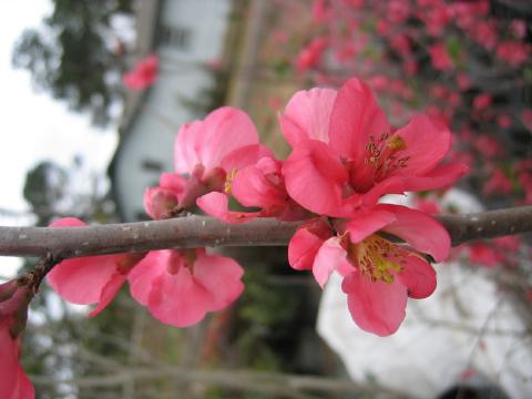 Quince Blooms