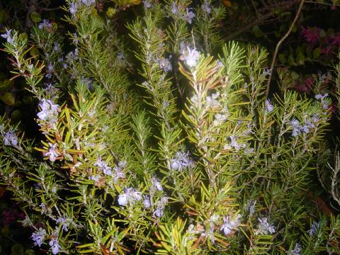 rosemary