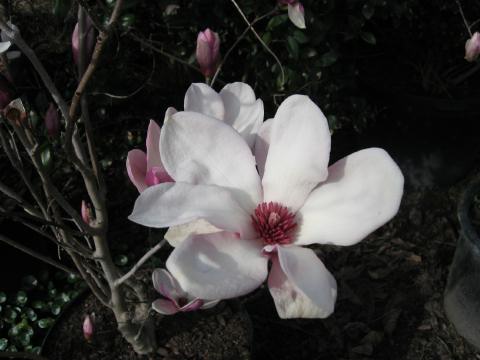 Saucer Magnolia