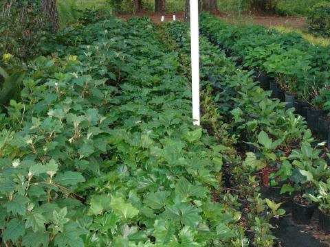 Shade plants