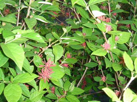 Sweet Shrub