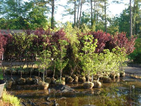 Trees B&B