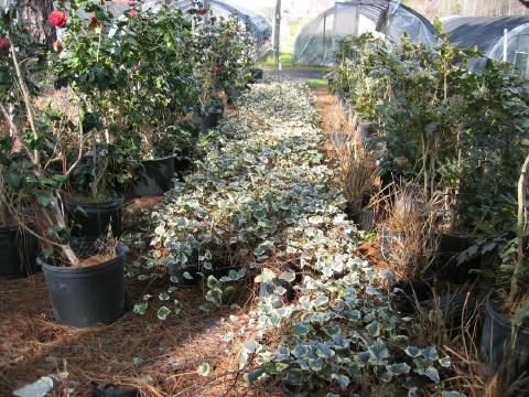 Variegated Algerian ivy