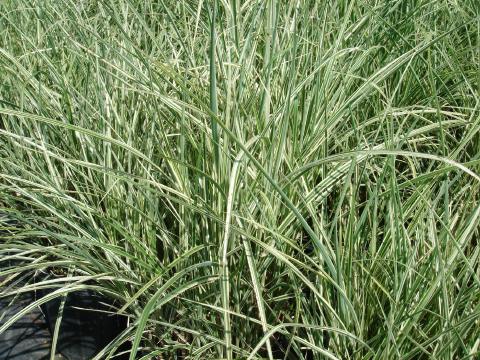 Variegated miscanthus #3