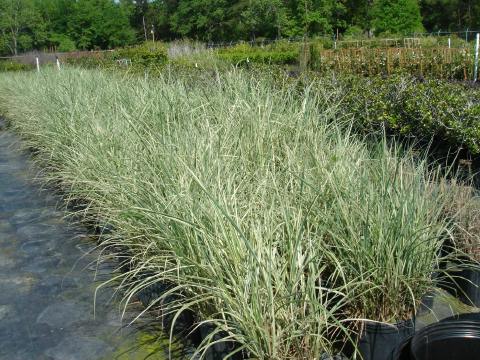 Variegated Miscanthus