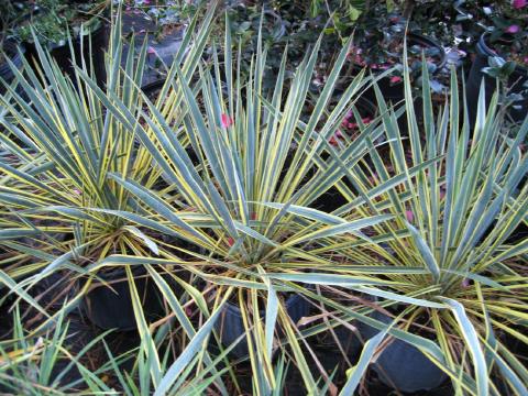 Variegated Yucca