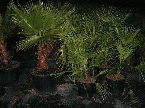 Wahingtonia palms