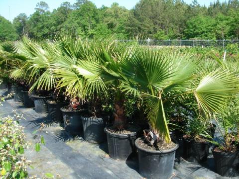 Washingtonia Palm 15 gal