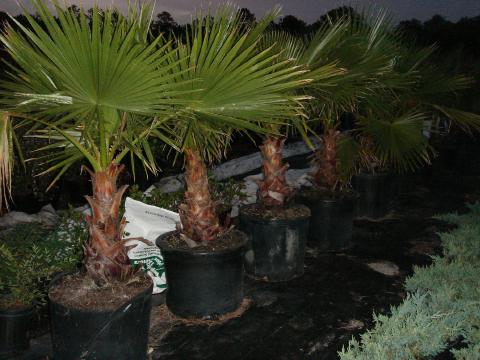 Washingtonia palms