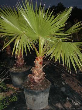 Washingtonia