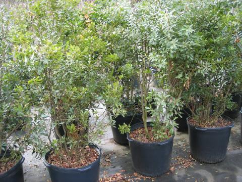 Wax Myrtle