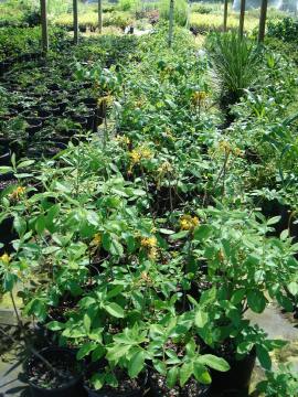 Yellow Native azalea