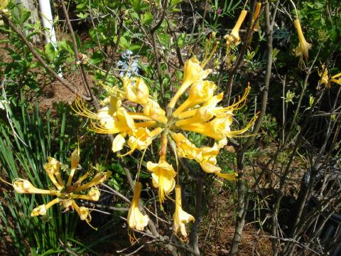 Yellow 'Native Azalea'