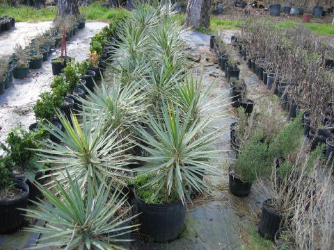 Yucca Alofolia 33